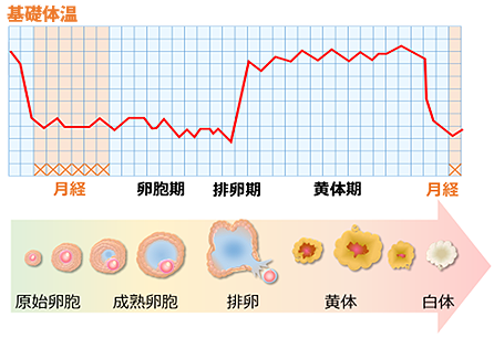 基礎体温と卵胞の変化 グラフ