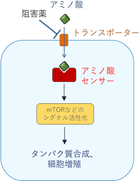 がん、免疫疾患治療薬の開発, アミノ酸によるシグナル伝達のしくみ解明