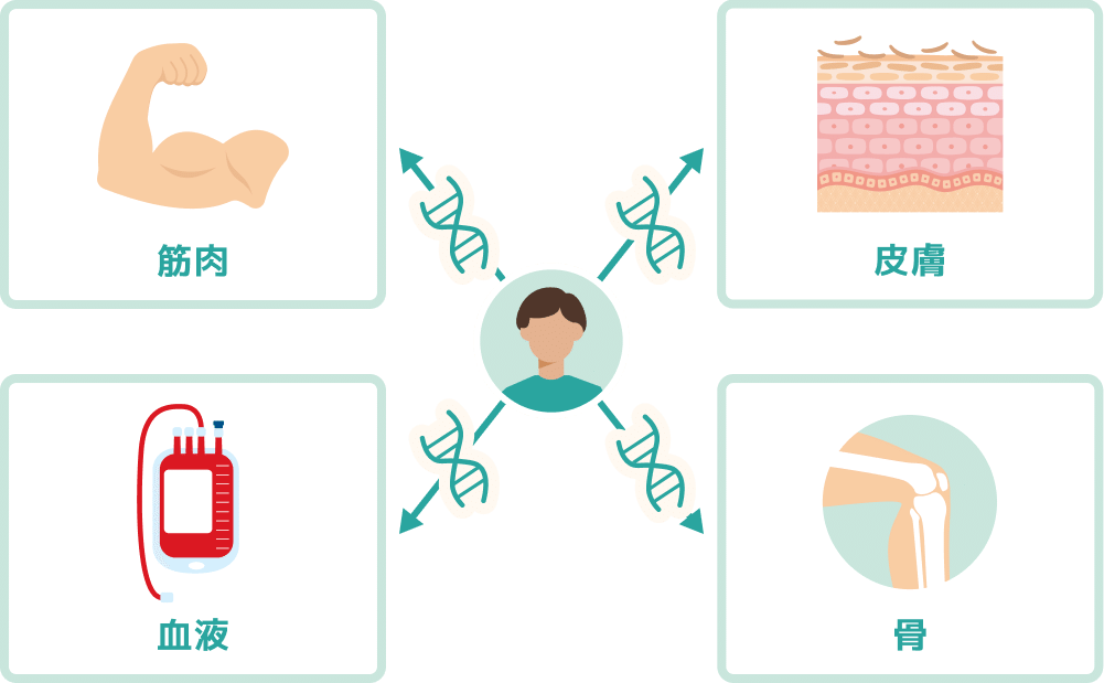 遺伝子は、私たちの体を<br class="none-tb">形づくるための設計図のような<br class="none-tb">役割を担っています。
