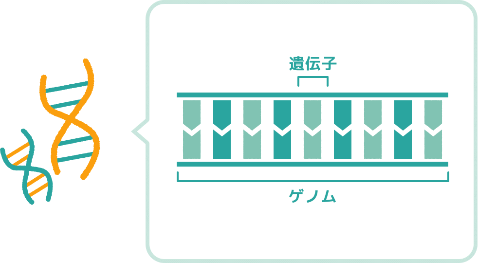 ゲノムはDNAの文字配列に記された、<br class='none-tb only-pc'>すべての遺伝情報のことを指します。