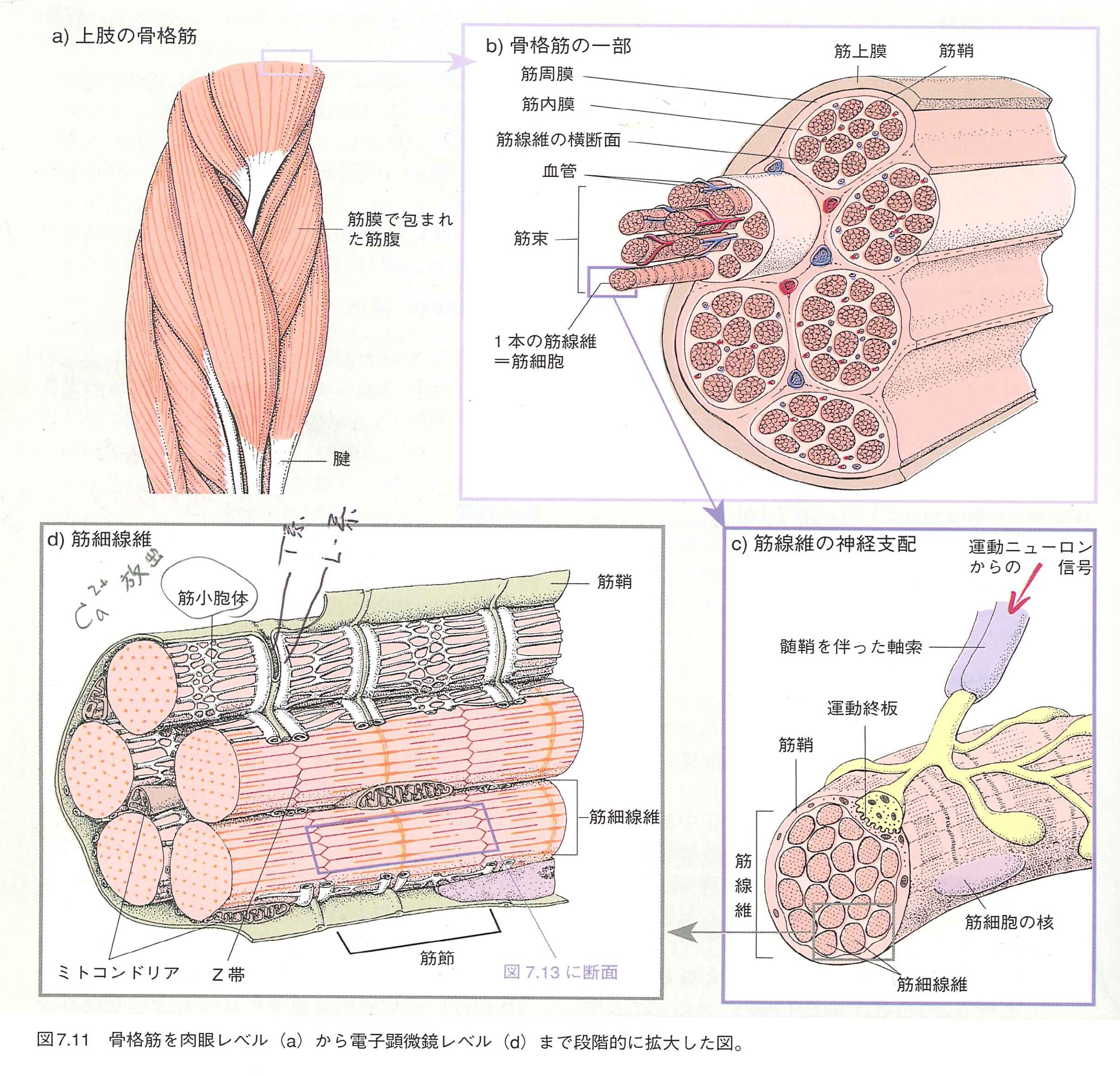 予約 裁断済 骨格筋の構造 機能と可塑性 理学療法のための筋機能学