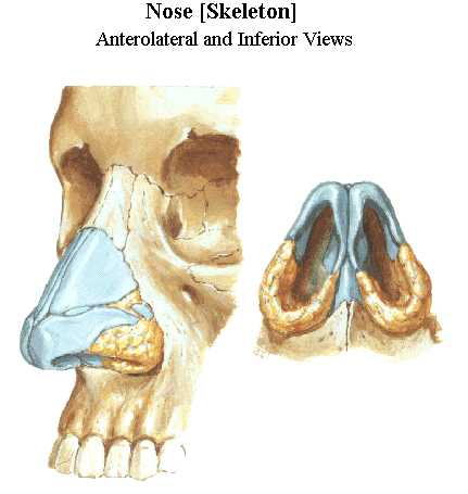 Nose [skeleton]