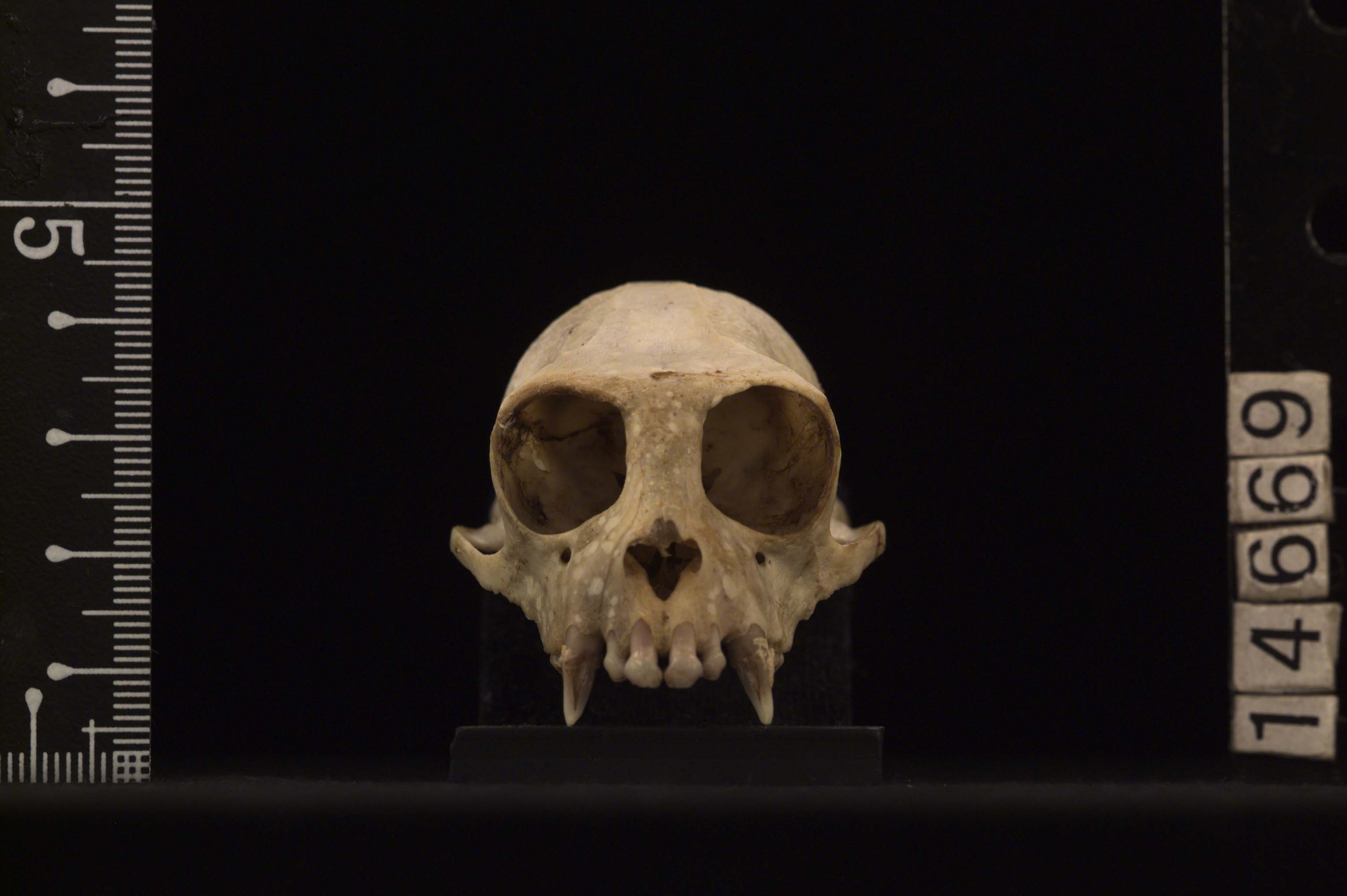 Leontopithecus chrysomelas［golden-headed tamarin, ドウグロタマリン］