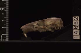 Cricetomys sp.（アフリカオニネズミ属）